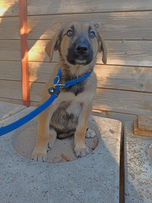 Egon dolce cucciolo 3 mesi Foto 3